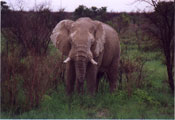 Elefant on the way to Maun our first of the big five!: A22