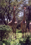 Giraffe in the Animal Sanctuary in Maun: B12