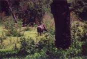 Warthog (AS Maun): B13