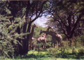 Giraffe in the Animal Sanctuary in Maun: B9