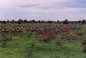 Migrating zebras and 1 Wildebeats (Okavango Delta): C3