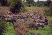 Zebras (Okavango Delta): C5