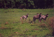 Walking with zebras: D15
