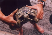 One of the small five: Leopardsturtle: E34