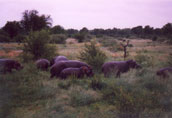 Hippo's grazing on land!: G17