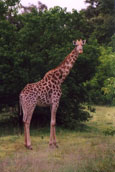 Giraffe: G32
