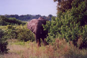 Elephant (bluffing teenager): H20