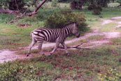 Zebra: H6