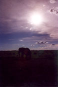 Elephant in Chobe: I14