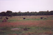 Ostriches in Chobe: I35