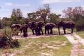 Mud bathing elephants in Cobe: I3