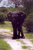 Elephant with five legs?: I5