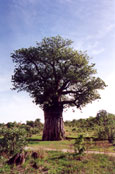Baobab, the mad bee's tree?: J11