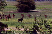 Rare Sable antilopes: J25