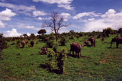 A lot of elephants in Chobe: J26