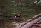 Wild dogs! The most endangered predator of Africa!: J2