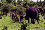 Family elephant: J34