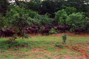 Herd of Buffalo on the way to Vic. Falls